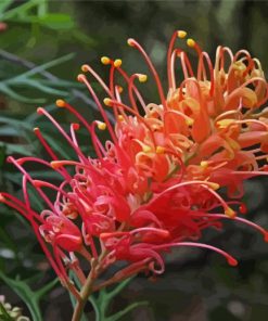 Grevillea paint by number