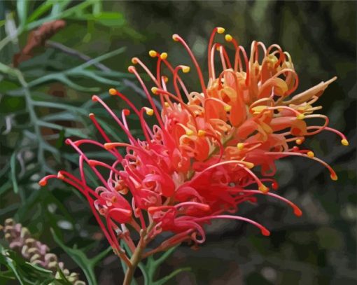 Grevillea paint by number