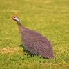 Guineafowls Bird paint by number