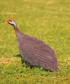 Guineafowls Bird paint by number