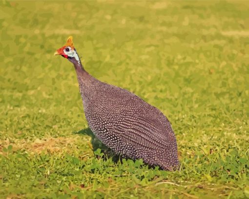 Guineafowls Bird paint by number