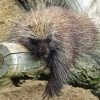 Porcupine Sleeping paint by number