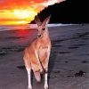 Red Kangaroo In Beach paint by number