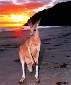 Red Kangaroo In Beach paint by number