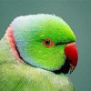 Ringneck Parrot Head paint by number