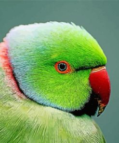 Ringneck Parrot Head paint by number