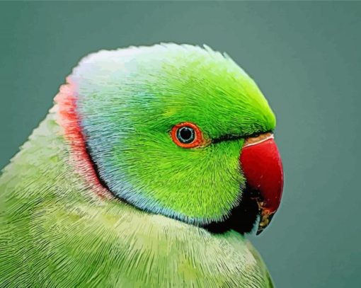 Ringneck Parrot Head paint by number