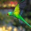 Rose Ringed Parakeet Bird Flying paint by number