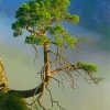 Tree On Cliff In Smokey Mountain paint by number