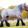 White English Plow Horse paint by number