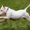 White Staffy Dog Running paint by number