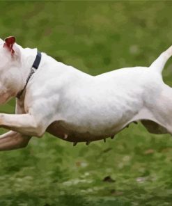 White Staffy Dog Running paint by number