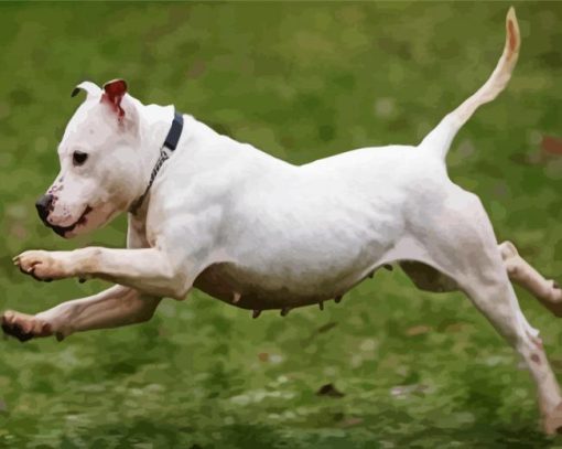 White Staffy Dog Running paint by number