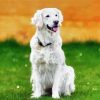 White Retriever Dog Animal paint by number