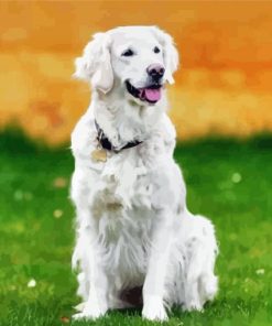 White Retriever Dog Animal paint by number