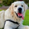 Aesthetic English Golden Retriever paint by number