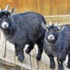 Black Pygmy Goat paint by number