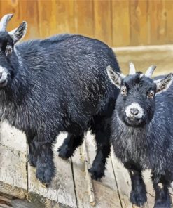 Black Pygmy Goat paint by number