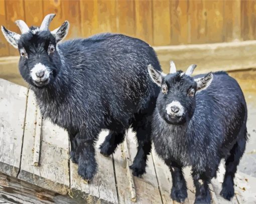 Black Pygmy Goat paint by number