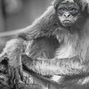 Black And White Spider Monkey paint by number