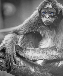 Black And White Spider Monkey paint by number