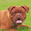 Brown Bordeaux Mastiff paint by number