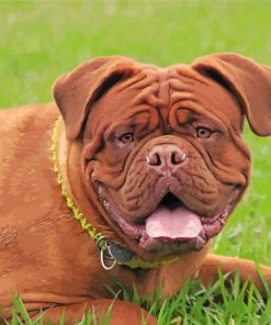 Brown Bordeaux Mastiff paint by number