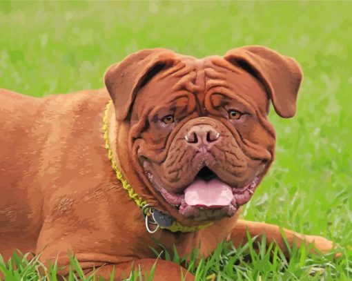 Brown Bordeaux Mastiff paint by number