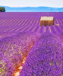 Cottage And Purple Lavender Field paint by number