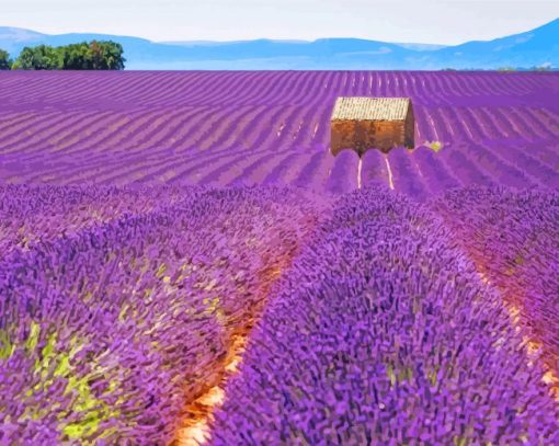 Cottage And Purple Lavender Field paint by number