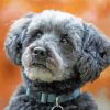 Schnoodle Dog paint by number