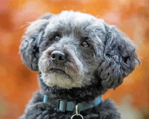 Schnoodle Dog paint by number