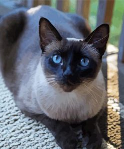 Cute Siamese Dark Haired paint by number