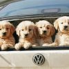 Cute Dogs In A Car paint by number