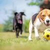 Dogs Playing Football paint by number