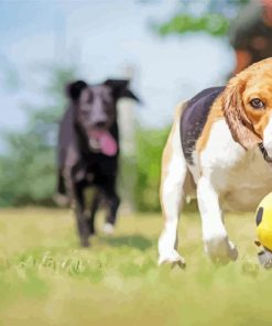 Dogs Playing Football paint by number