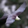 Flying Swallow Tailed Kite paint by number