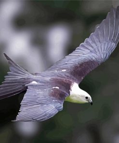 Flying Swallow Tailed Kite paint by number