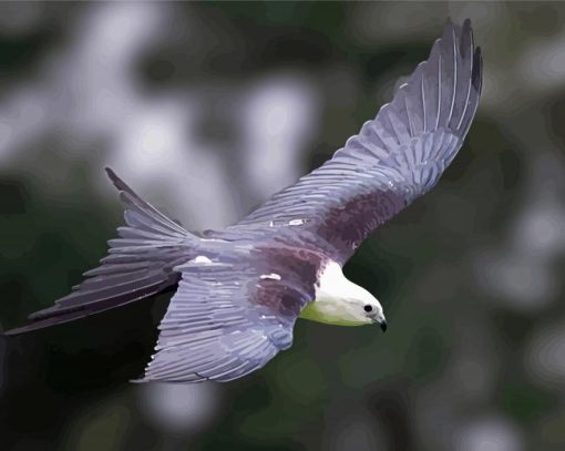 Flying Swallow Tailed Kite paint by number