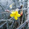 Frozen Winter Jasmine paint by number