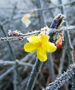 Frozen Winter Jasmine paint by number