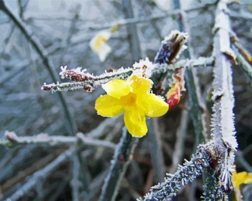 Frozen Winter Jasmine paint by number