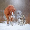 Horse And Husky In Snow paint by number