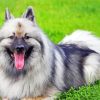 Keeshond Dog Animal paint by number