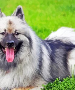 Keeshond Dog Animal paint by number