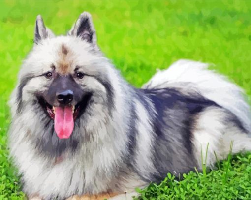 Keeshond Dog Animal paint by number