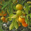 Oranges Fruit Tree paint by number