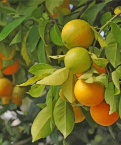 Oranges Fruit Tree paint by number