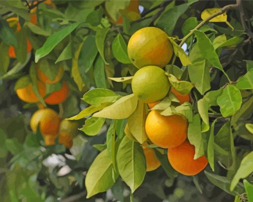 Oranges Fruit Tree paint by number