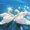 Romantic Swan In Water paint by number